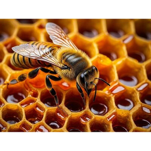 Illustration 3ème Édition Fête du Miel