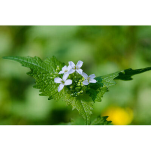 Illustration A la découverte des plantes sauvages comestibles