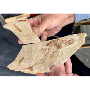 Illustration À la découverte des poissons de pierre du Liban