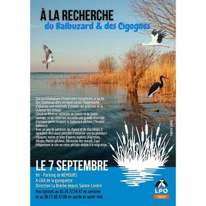 Illustration A la recherche du Balbuzard et des Cigognes