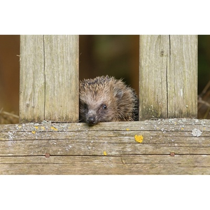 Illustration Atelier - À la découverte du hérisson, construction de gîtes