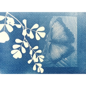Illustration Atelier de curiosité : cyanotype