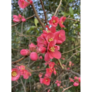 Illustration Atelier de curiosité : Haïkus