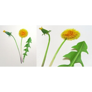 Illustration Atelier de curiosité : Herbier de papier
