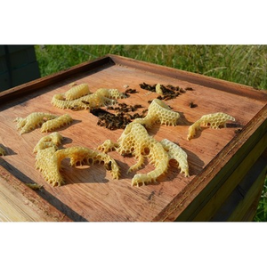 Illustration Atelier de curiosité : les produits de la ruche