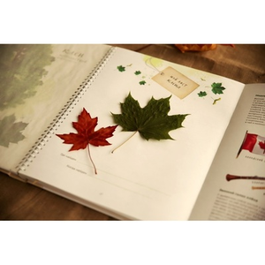 Illustration Atelier de curiosité : réalisation d'herbiers