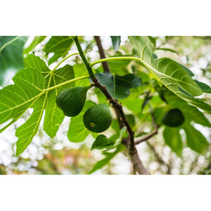 Illustration Atelier de découverte de la nature : de la figue au figuier