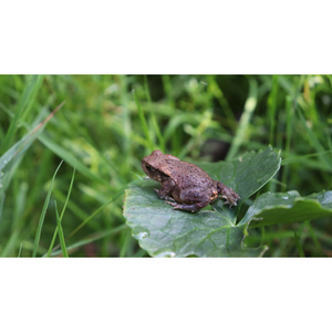 Illustration Atelier de découverte de la nature : faire de son jardin un refuge