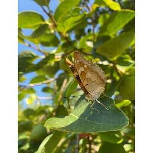 Illustration Atelier de découverte de la nature : les papillons des jardins