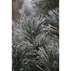 Illustration Atelier de découverte de la nature : mon beau sapin, épine des forêts