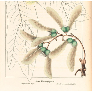 Illustration Atelier de dessin botanique d'après nature