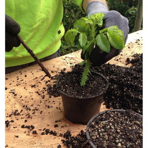 Illustration Atelier de jardinage : boutures de Printemps