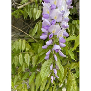 Illustration Atelier de jardinage : fleurs comestibles