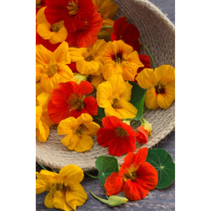 Illustration Atelier de jardinage : fleurs comestibles