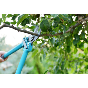 Illustration Atelier de jardinage : les bases de la taille de printemps