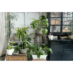 Illustration Atelier de jardinage : les plantes dites "d'intérieur"