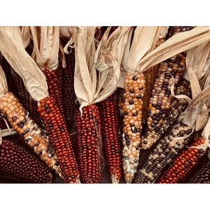 Illustration Atelier de jardinage : variétés anciennes