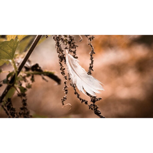 Illustration Atelier découverte de la nature : indices de présence