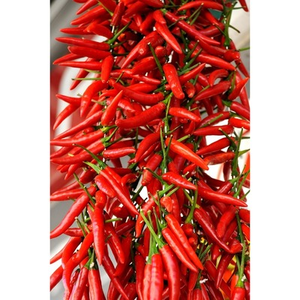 Illustration Atelier découverte de la nature : piments du monde