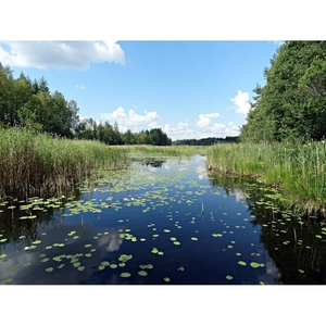 Illustration Atelier découverte de la nature : Roselière