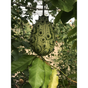 Illustration Atelier découverte de la nature : voyage des plantes