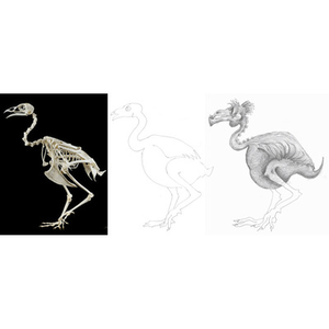 Illustration Atelier dessin : anime ton animal