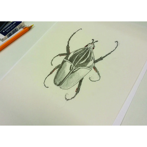 Illustration Atelier | Dessiner les insectes !
