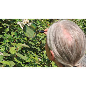 Illustration Atelier en continu "Le vivant à la loupe" / à la Pouponnière
