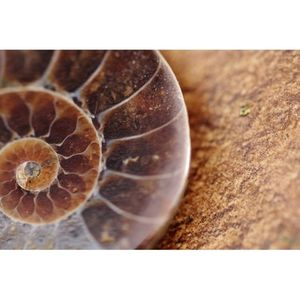 Illustration Atelier gourmand : fossiles comestibles