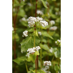 Illustration Atelier gourmand : le sarrasin