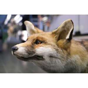 Illustration Atelier "Mon nez, sa truffe" / Vieux-Lille