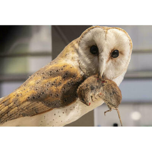 Illustration Atelier sensoriel "Découverte sensorielle de l'exposition Mange-moi, si tu peux"