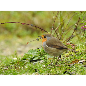 Illustration Balade à la découverte des oiseaux communs