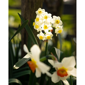 Illustration Balade contée au Jardin botanique de la Bastide