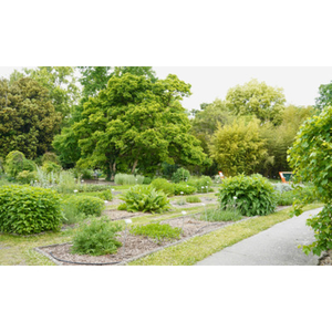 Illustration Balade contée au Jardin botanique historique
