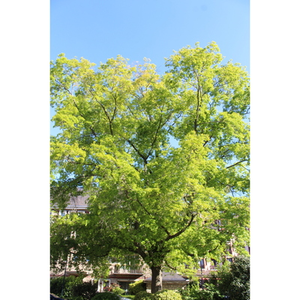 Illustration Balade - Les arbres remarquables