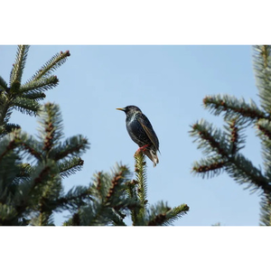 Illustration Balade nature : à la découverte des oiseaux