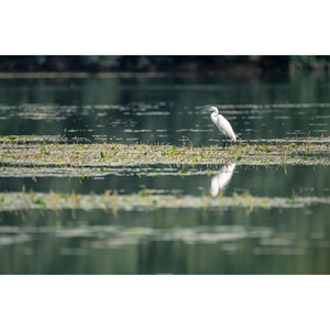 Illustration Balade nature entre les bras du fleuve
