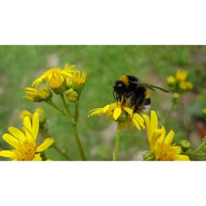 Illustration Balade nature : sur les pas de la nature estivale à Gratentour