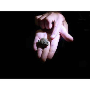 Illustration Balade Nocturne à la rencontre des amphibiens