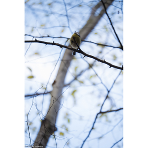 Illustration Balade photographique autour de la nature en ville