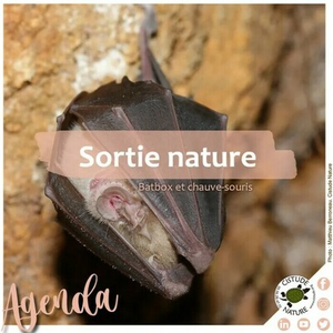 Illustration Batbox, fréquence et chauve-souris