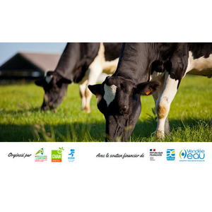 Illustration Bout de champs - Pâturage : quelle conduite pour quels objectifs ?