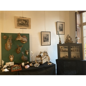 Illustration Cabinet de curiosités