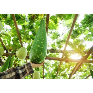 Illustration Calebasse : la plante gourde aux milles usages