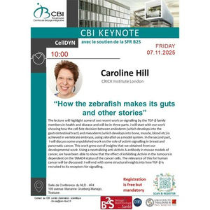 Illustration Caroline Hill
“How the zebrafish makes its guts and other stories”