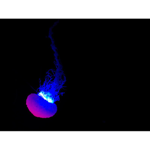 Illustration Ce qu’il en reste