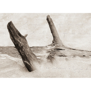 Illustration "Ces rivages perdus", avec l’auteur et photographe Camille Guichard