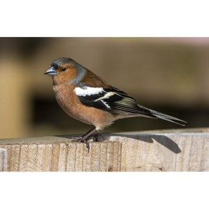 Illustration CHAVILLE - Balade guidée "Le pinson des arbres"