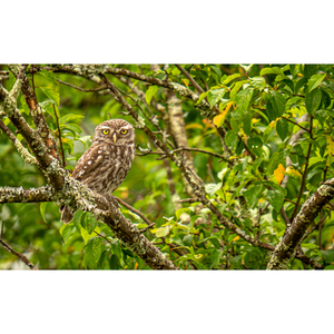 Illustration Chouettes, chauves-souris & papillons de nuit